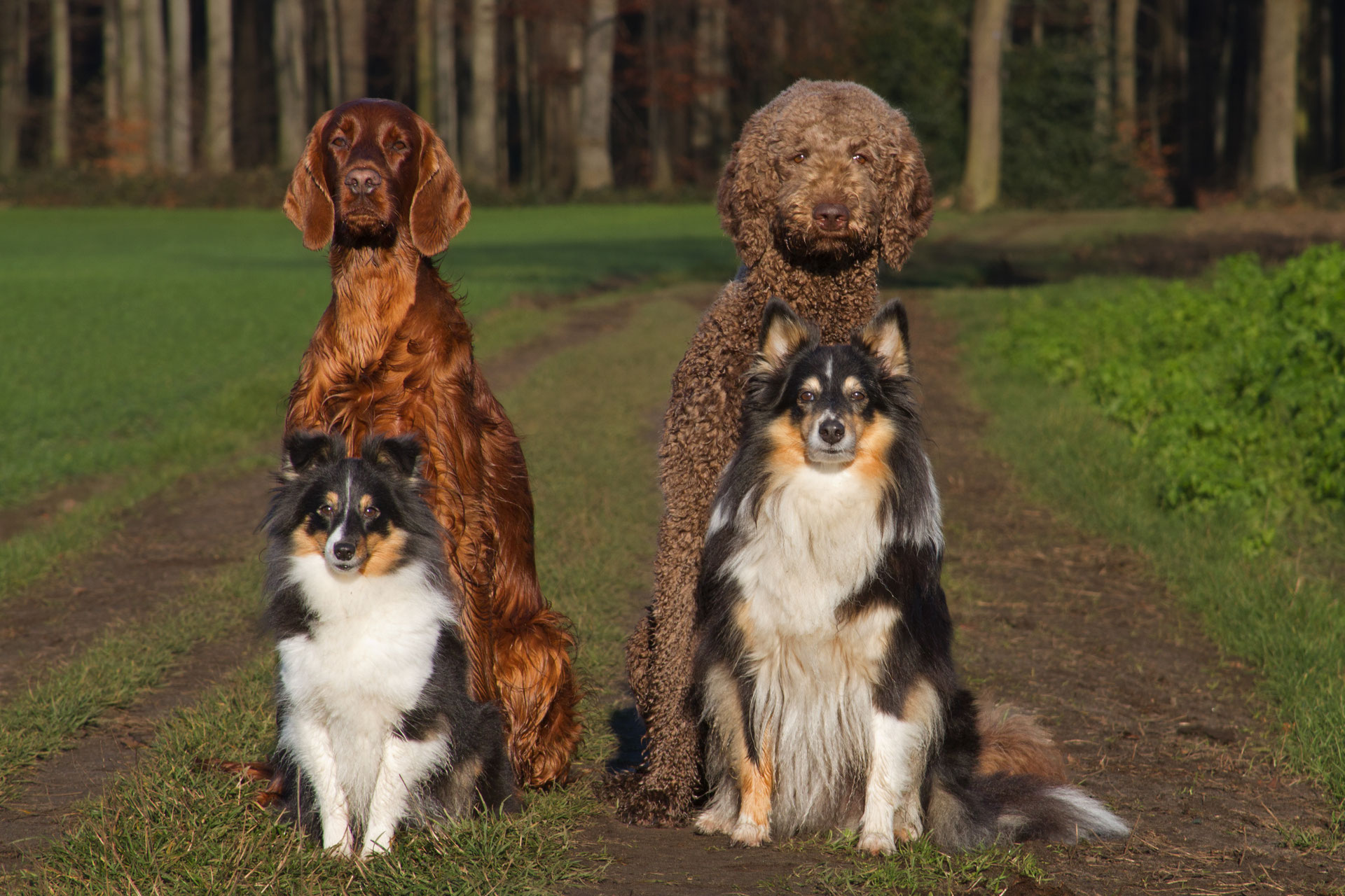 Auslastung & Freizeit hundezentrumwaltrop