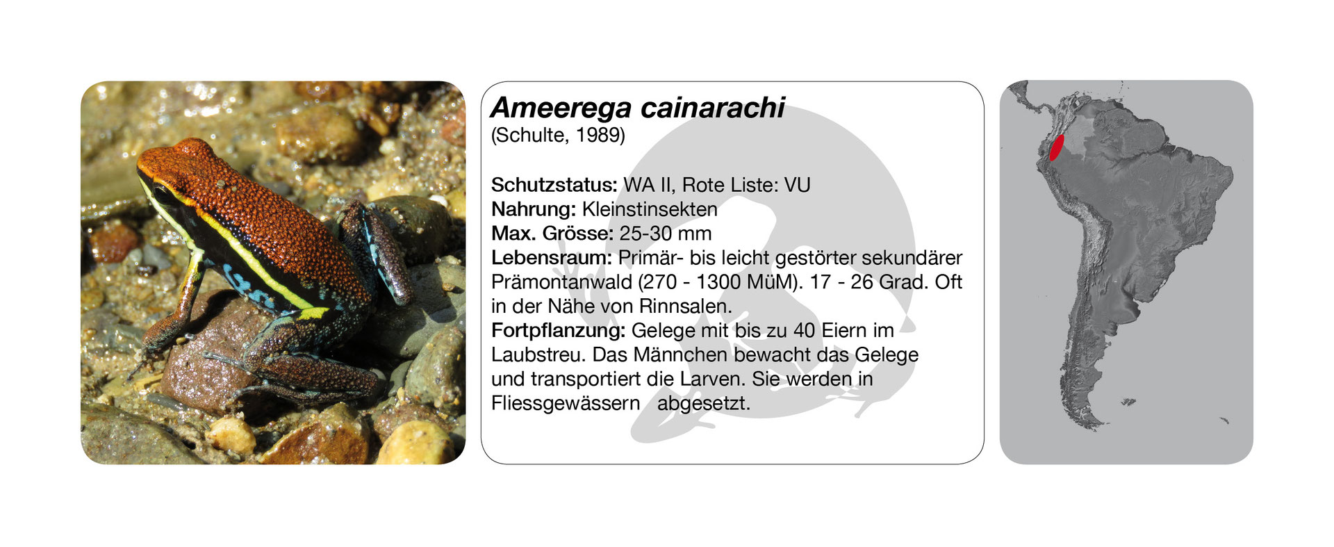 Ameerega cainarachi dendrobatidaes Webseite!