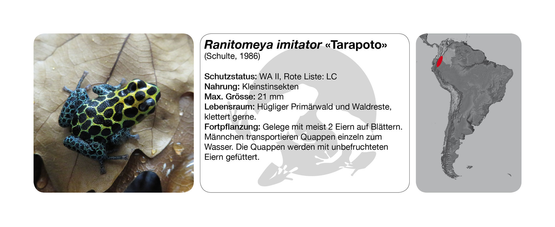 Ranitomeya imitator 