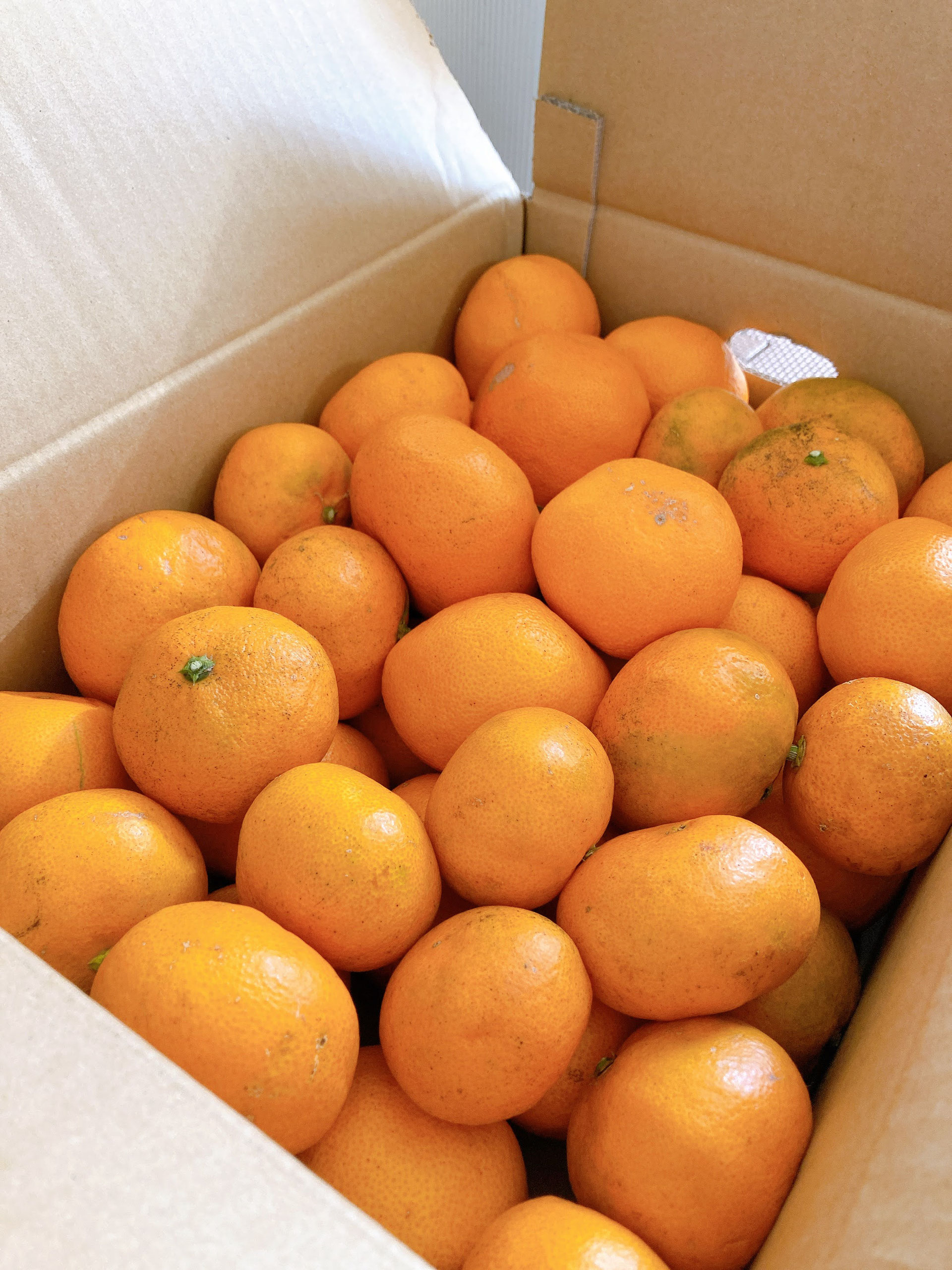 ミカン様用　月山竹　姫竹　わらびセット　 25年無農薬野菜 ミカン様用 月山竹 姫竹 わらびセット 25年無農薬野菜 すべて｜