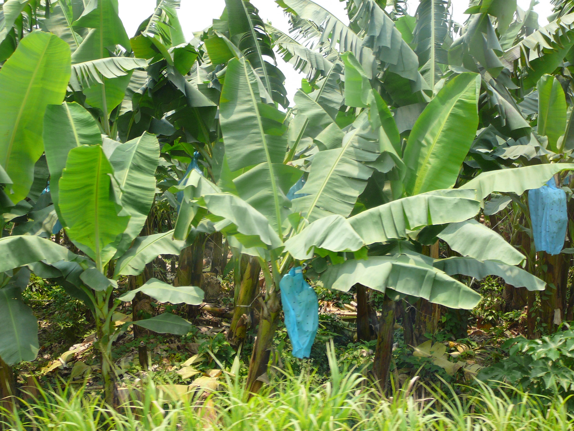 BANANAS (and kings) ataoorleanss jimdo page!