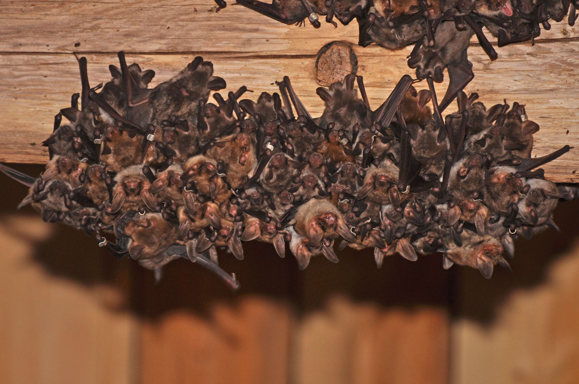 Fledermäuse - NABU Esslingen