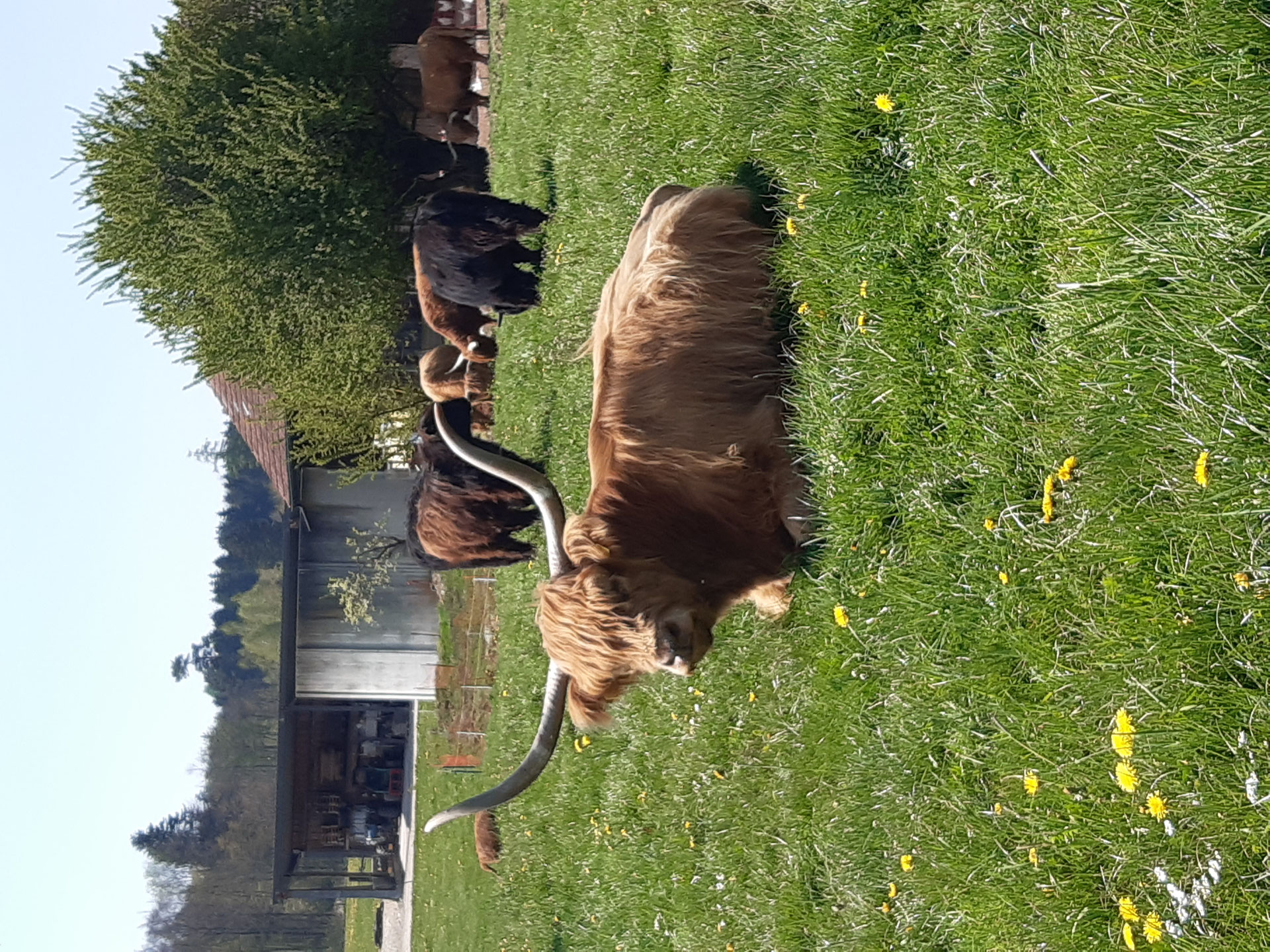 Schottische Hochlandrinder - speckeiers Webseite!