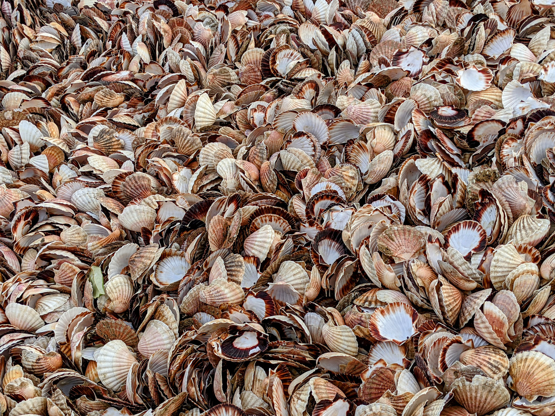 LA COQUILLE SAINTJACQUES Son utilisation en géobiologie Site Jimdo