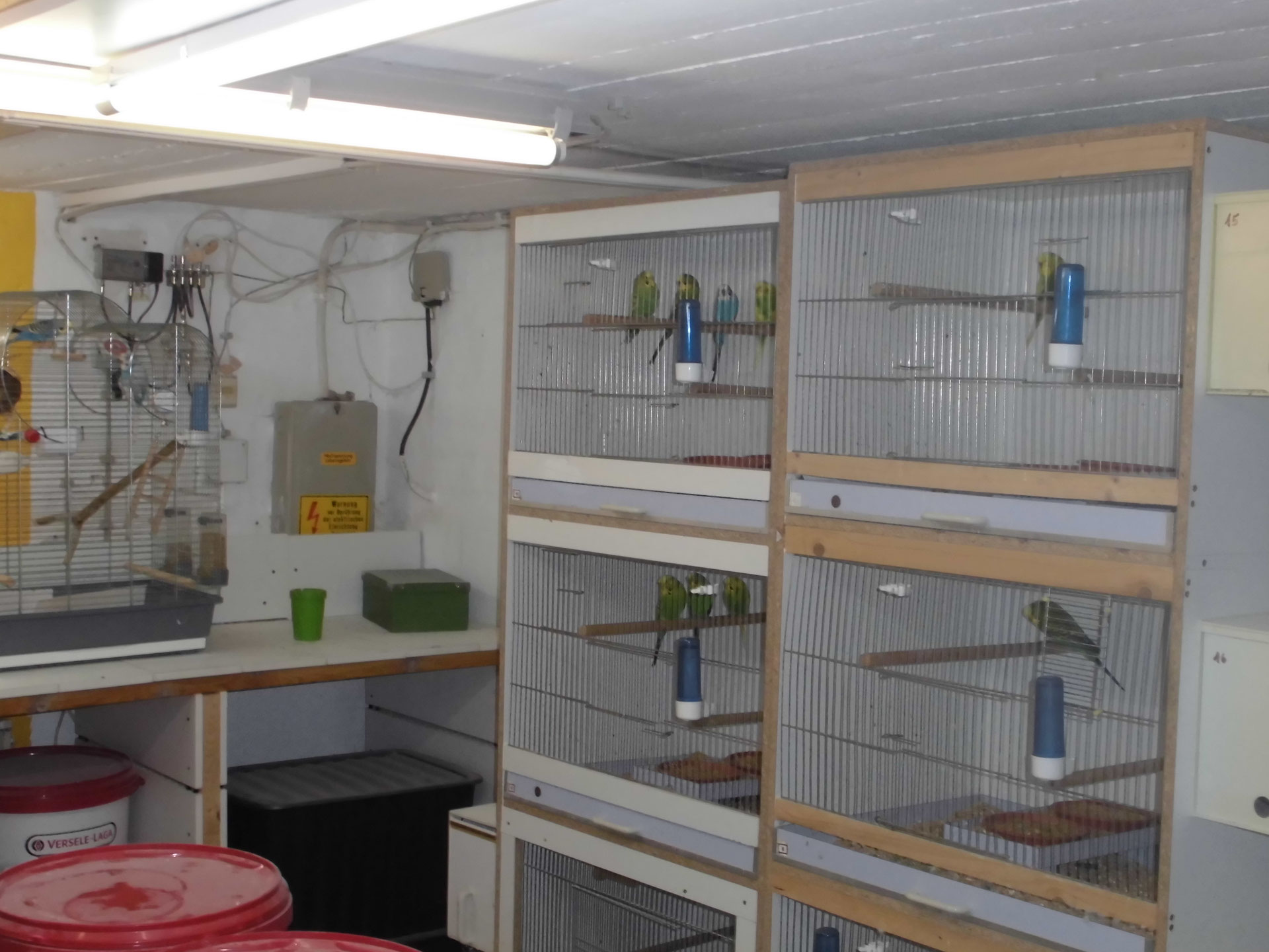 Zuchtraum Schauwellensittichzüchter Uwe Schneider www.usschauwellensittiches