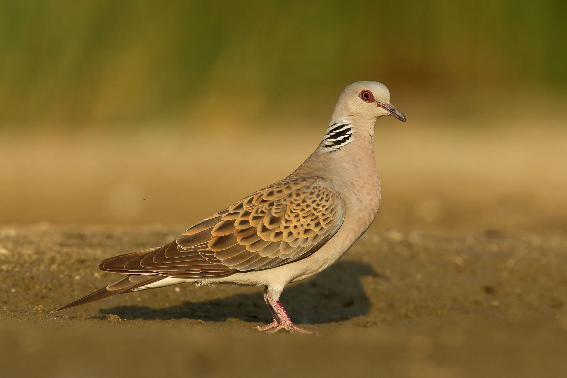 Die Turteltaube Vogel Des Jahres 2020 Nabu Neckargemuends