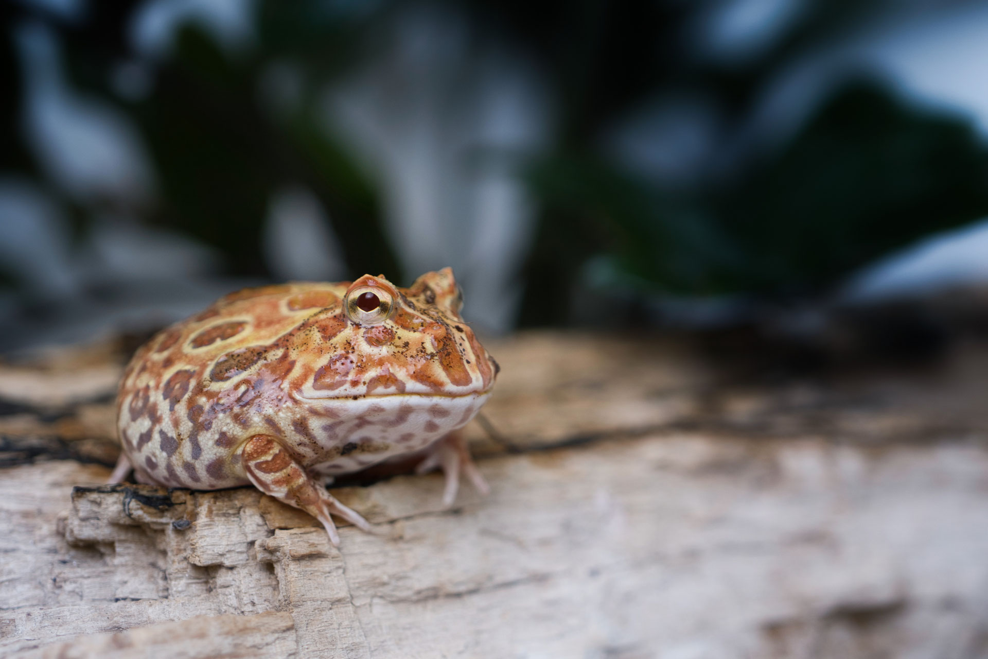 Ceratophrys cranwelli - Waldviertler Reptilien Zucht : Lizard lounge