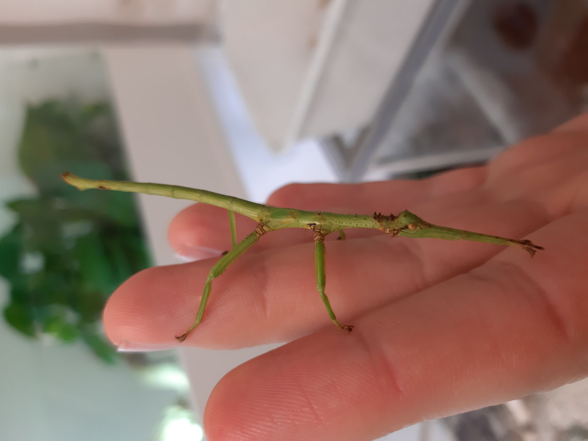 Diapherodes gigantea - Waldviertler Reptilien Zucht : Lizard lounge