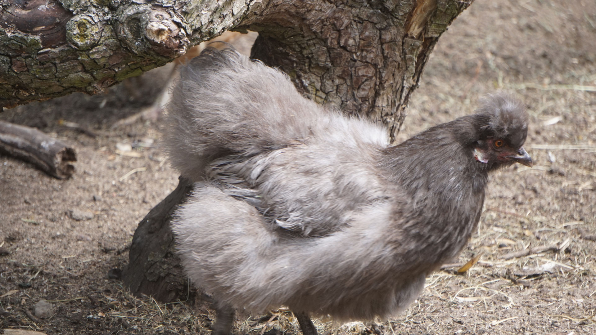 Zwei Glucken ein Nest