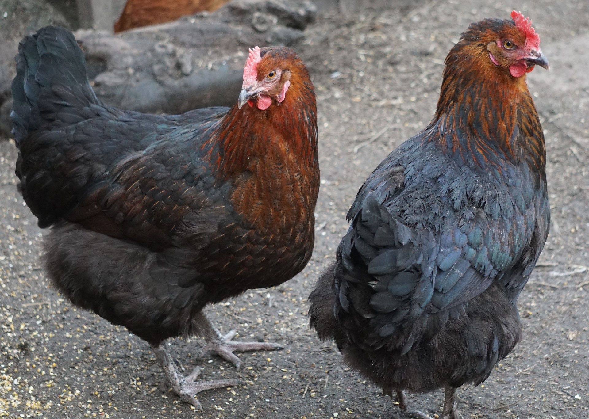 Maran Oder Marans Huhn Erleben De Zeigt Das Huhnerleben