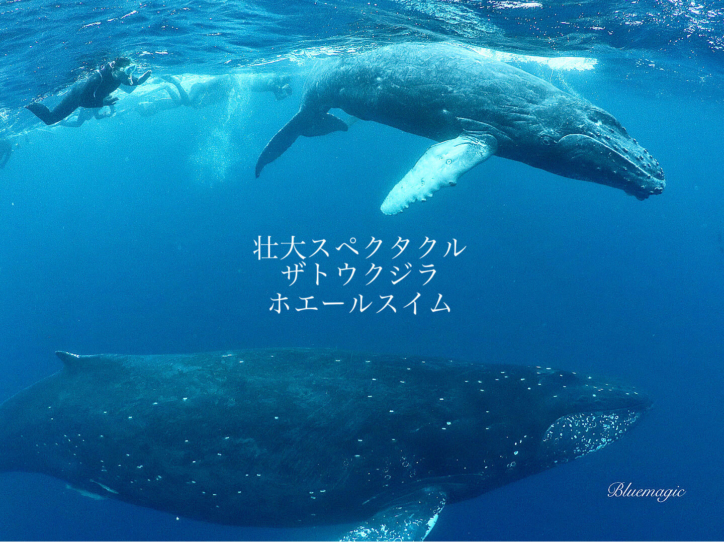 ホエールスイム Whale Swim ホエールウォッチング Whale Watching Naha Okinawa Blue Magic Scuba Diving Okinawa Naha ホエールスイム Whale Swim ホエールウォッチング Whale Watching Naha Okinawa Blue Magic Scuba Diving Okinawa Naha