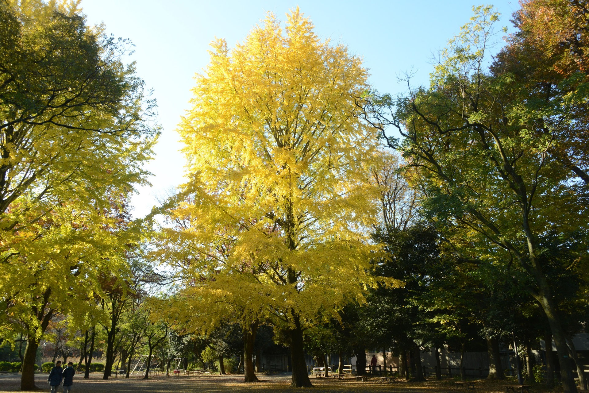 『2023年初冬の善福寺公園』 日本野鳥の会東京
