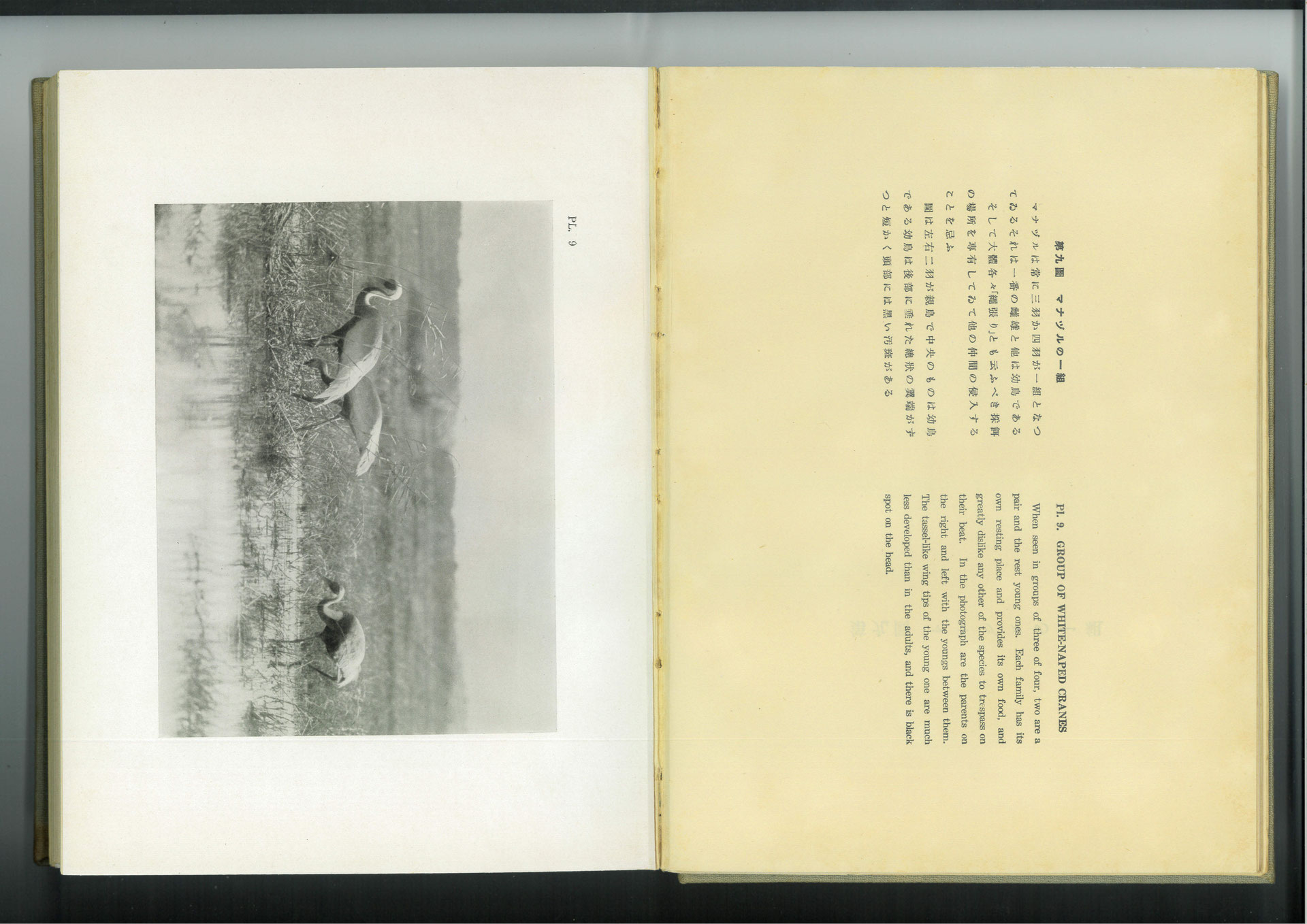 日本で最初の鳥類生態写真集』 - 日本野鳥の会東京