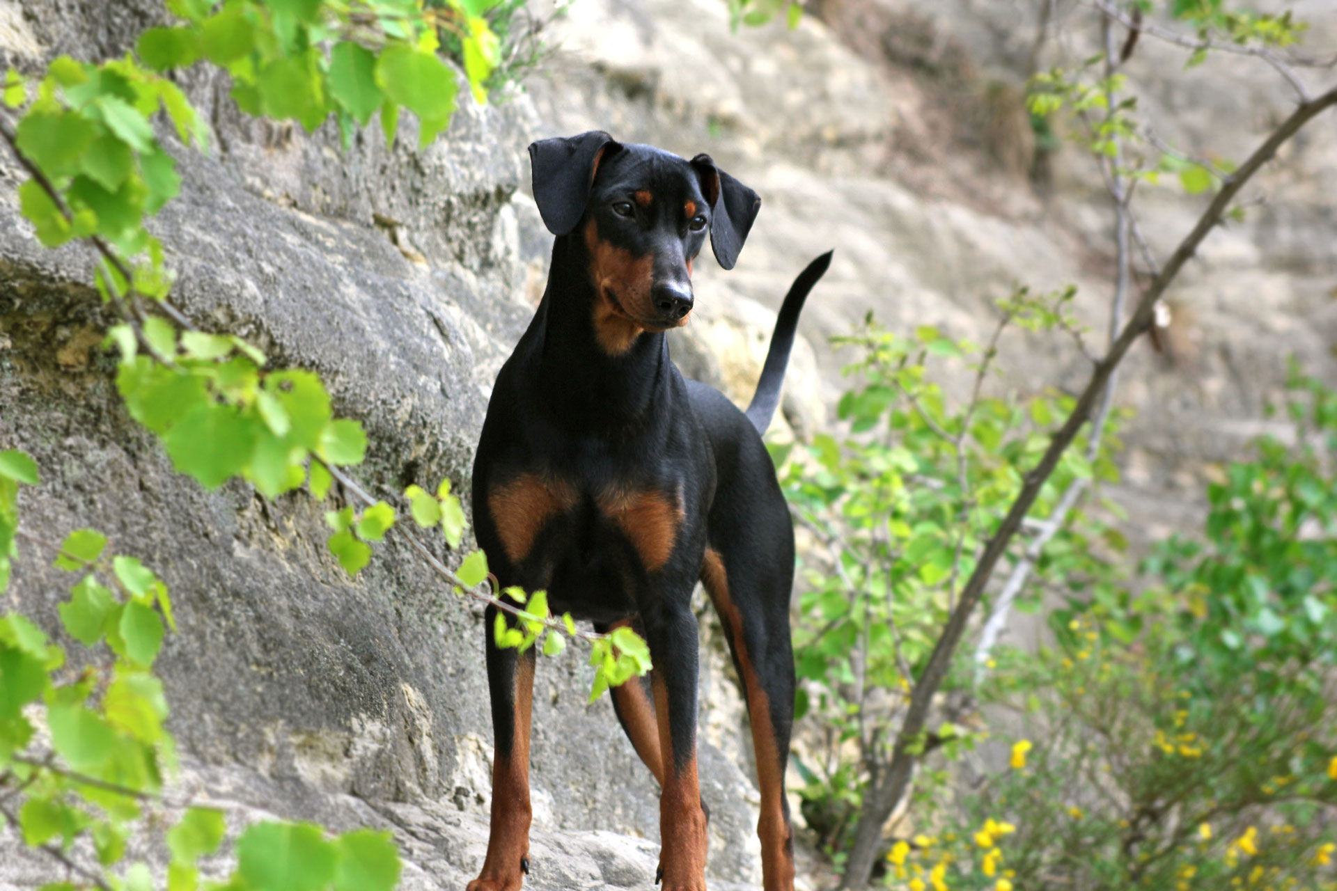 DARK ANGELS TOUCH THE STARS - Dark Angels Deutsche Pinscher - Verantwortungsvolle Liebhaberzucht ...