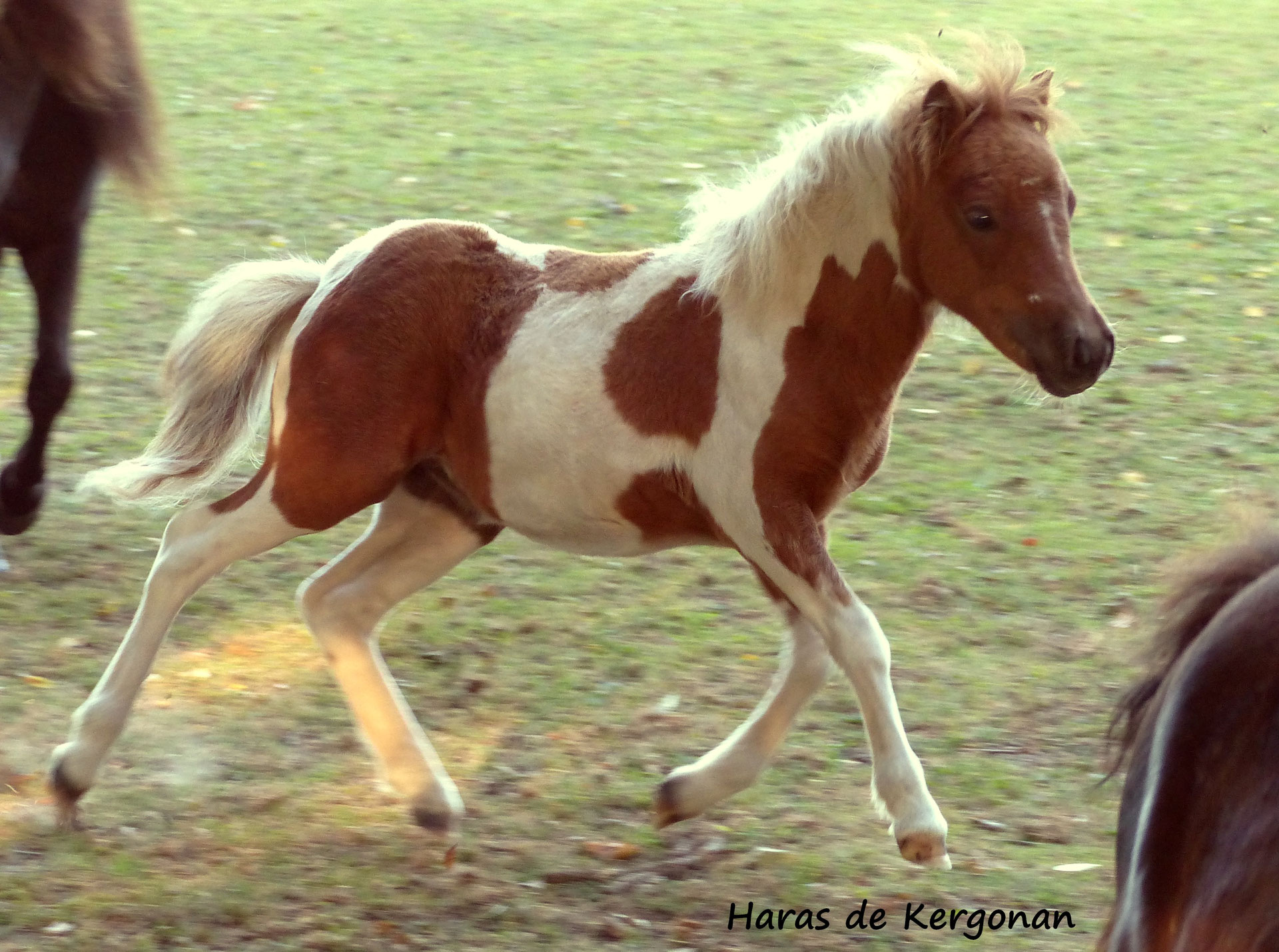 Cheval Miniature Nain A Vendre