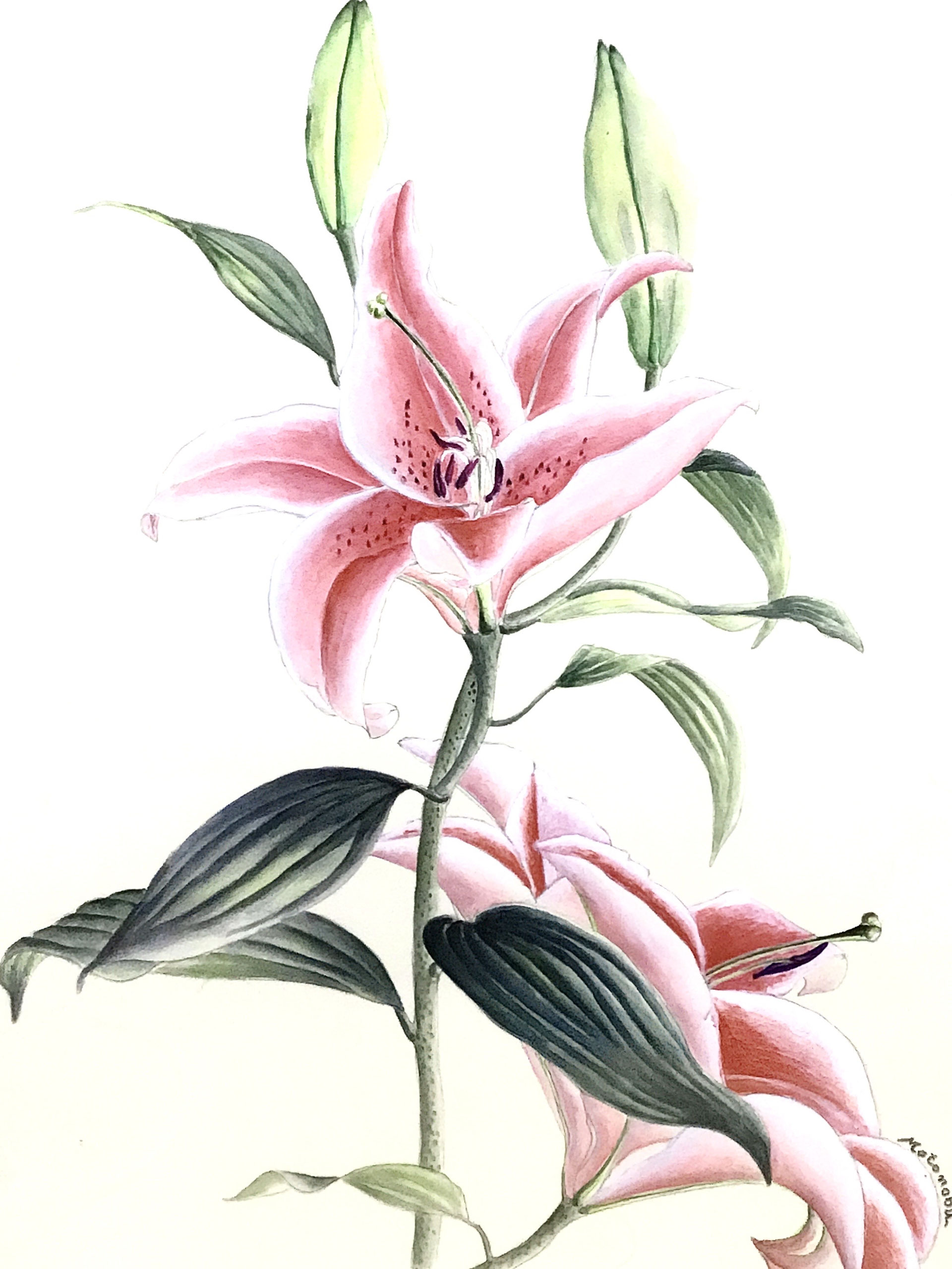 カサブランカの花の様に」絵 - 日本キリスト教団 香櫨園教会