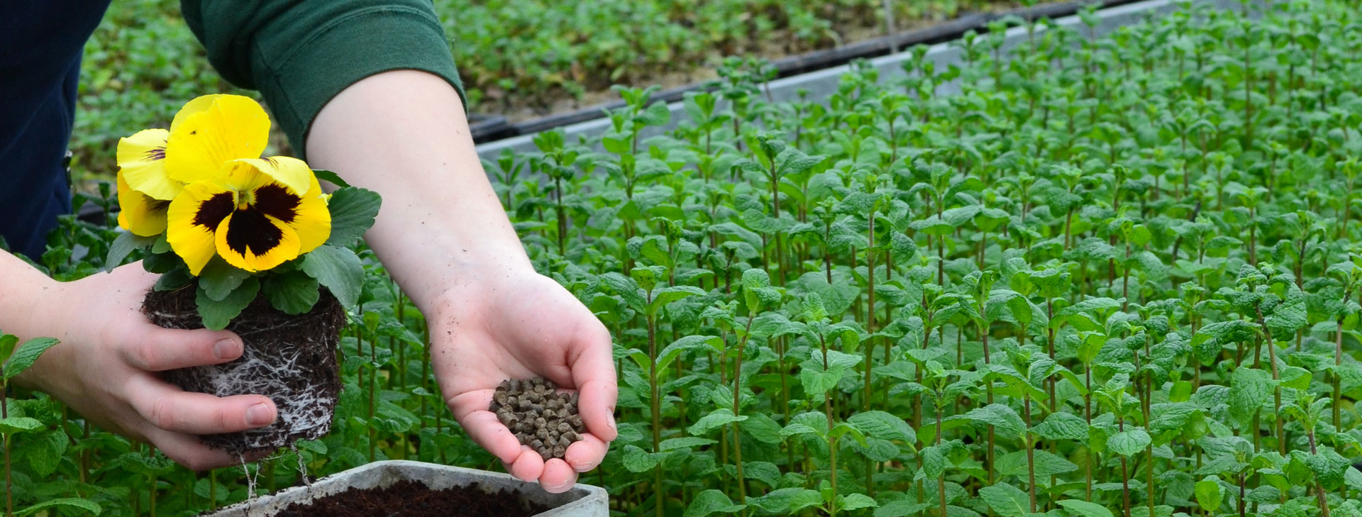 Garten Fiwo Mit Schafwolle Naturlich