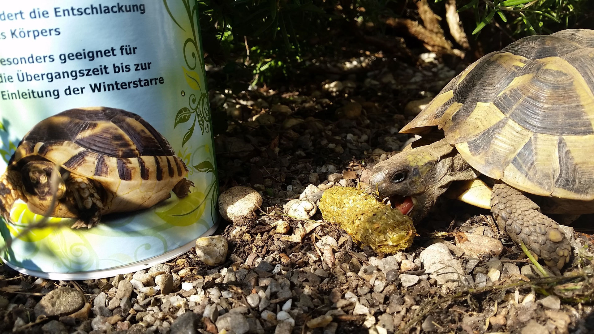 Agrobs - Landschildkroeten.de