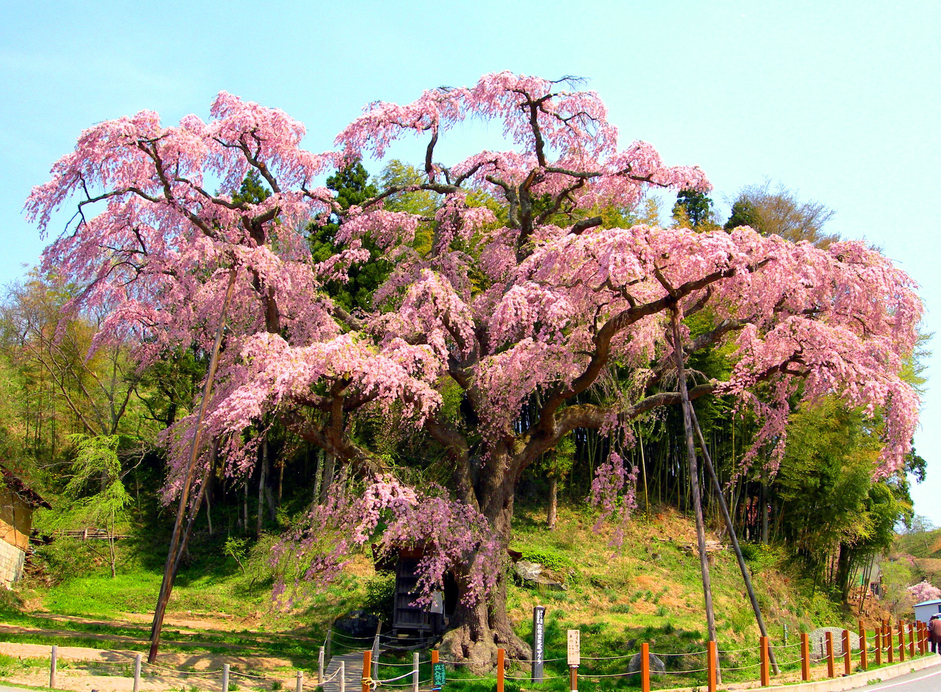 『紅枝垂地蔵桜』 nakatamachikankoukyoukai ページ！