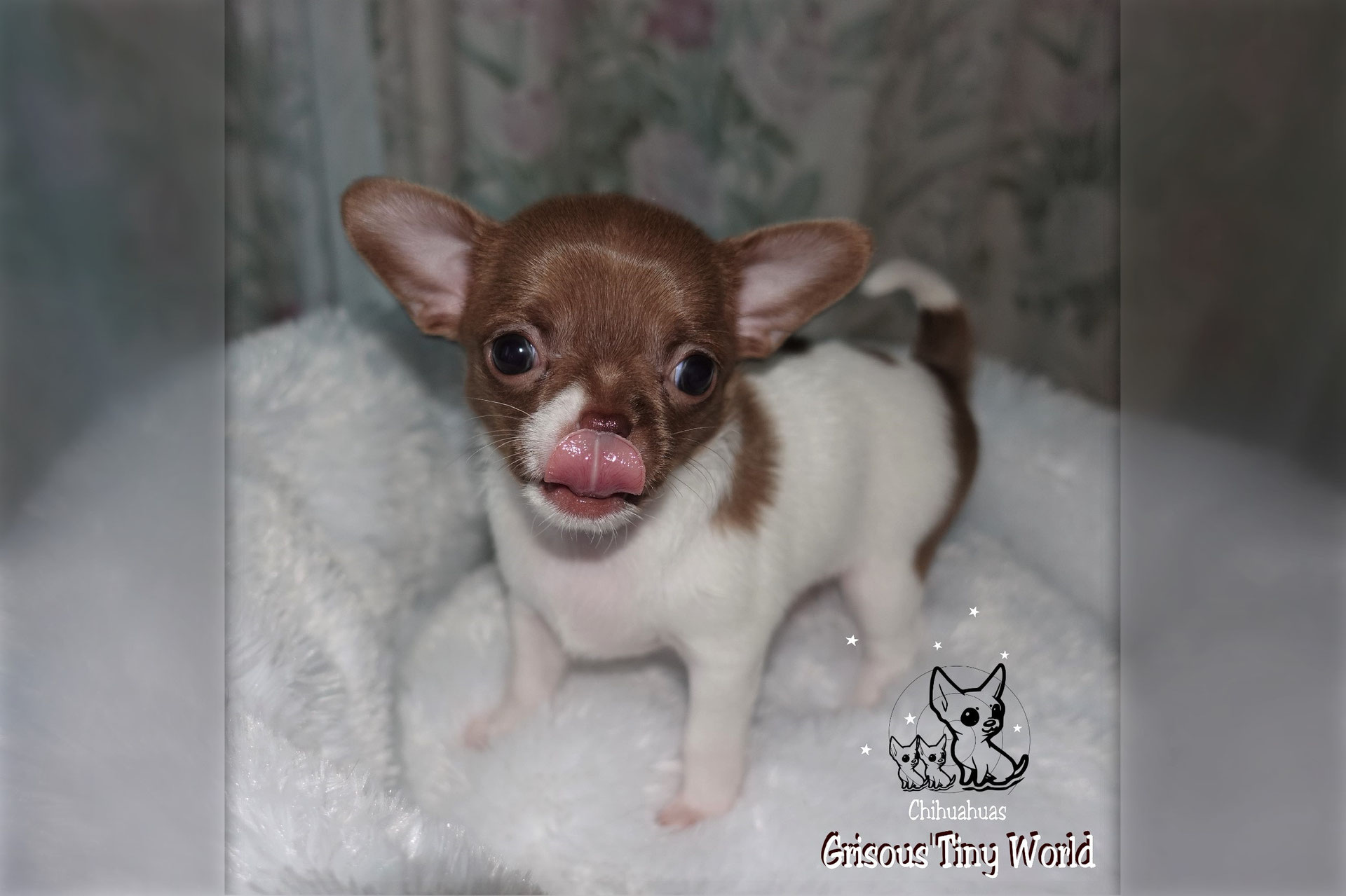 Les Bases De L Education Du Chiot Chihuahua Grisous Tiny World