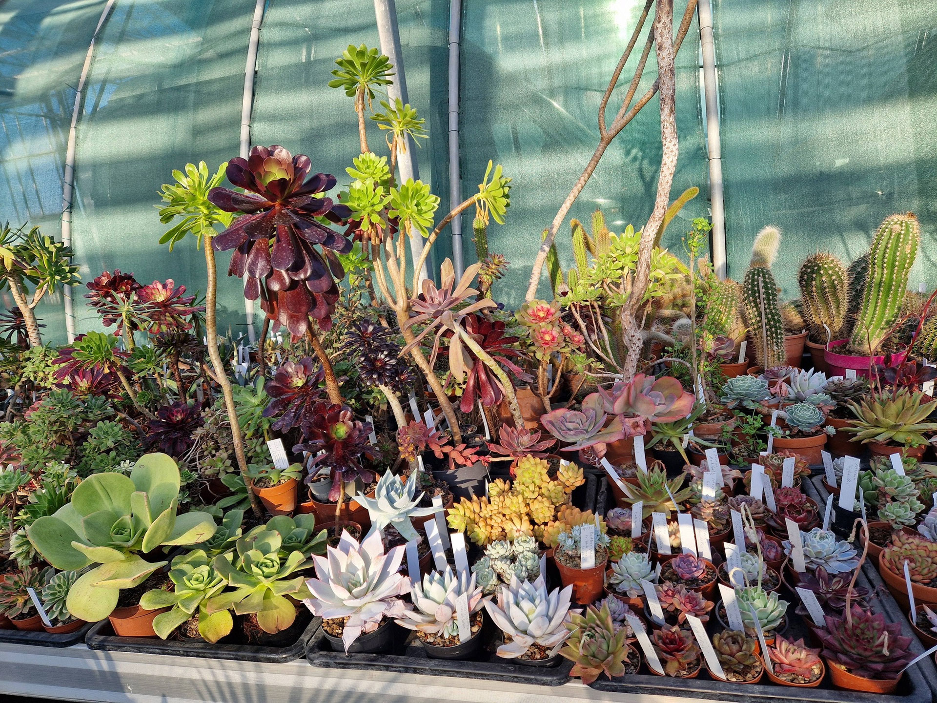 Winterverpackung (Heatpack etc) - Bromelien- und Rarittengrtnerei Mnchen