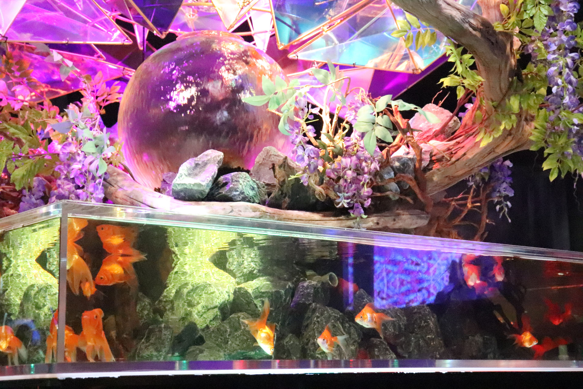 行ってきた 奈良 金魚ミュージアム ミナーラ 平城ツーリズム Com 奈良観光情報