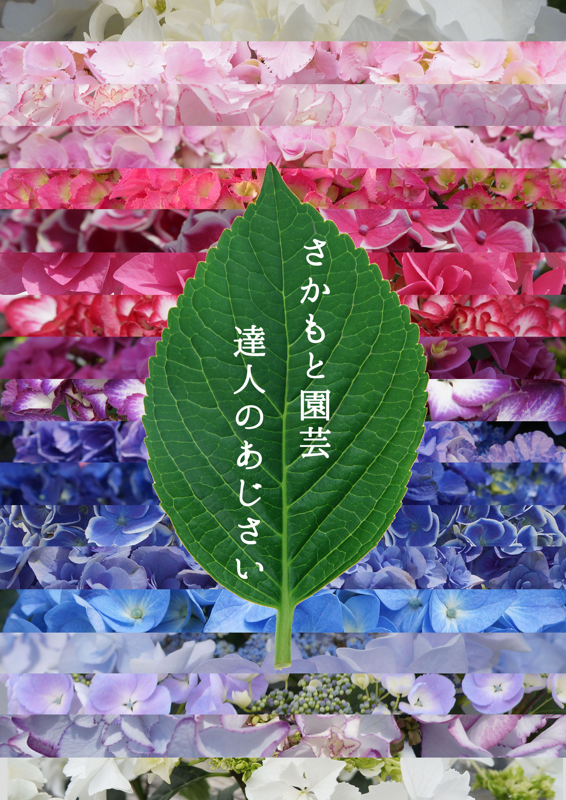 花 ページ② mother's day - あじさい シクラメン 高級鉢花 生花