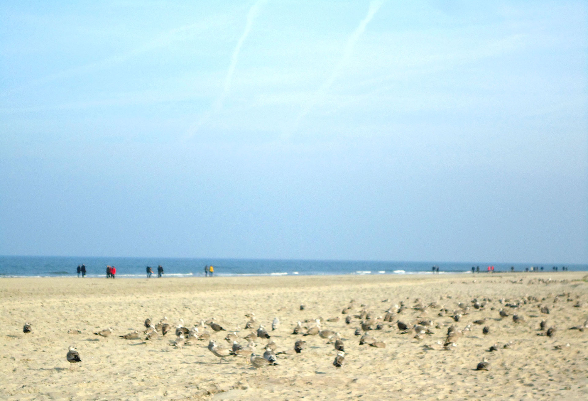 MIT HUND NACH NORDERNEY Krummlinig