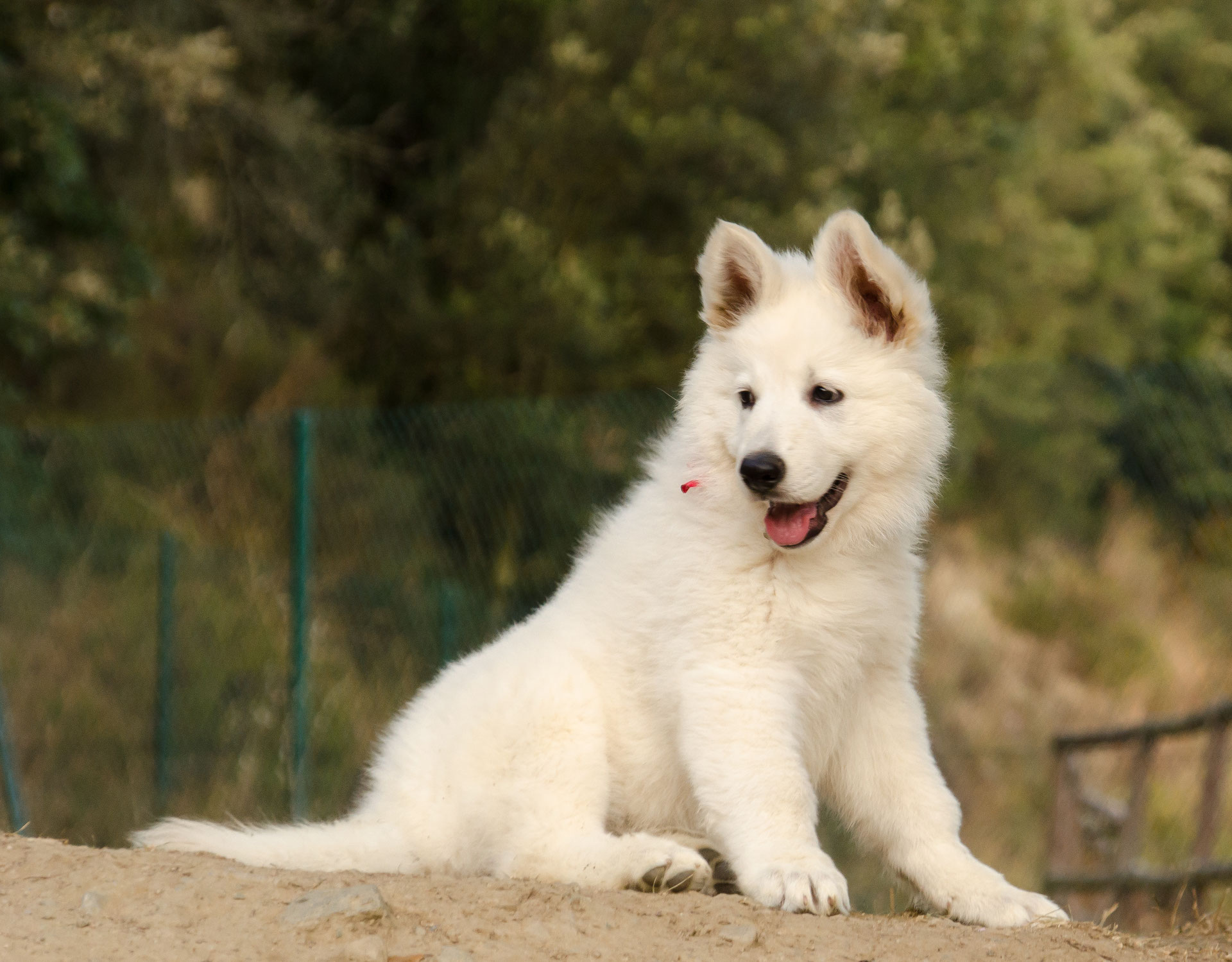 Le Prix Dun Chiot Berger Blanc Suisse La Vallée Des Elfes