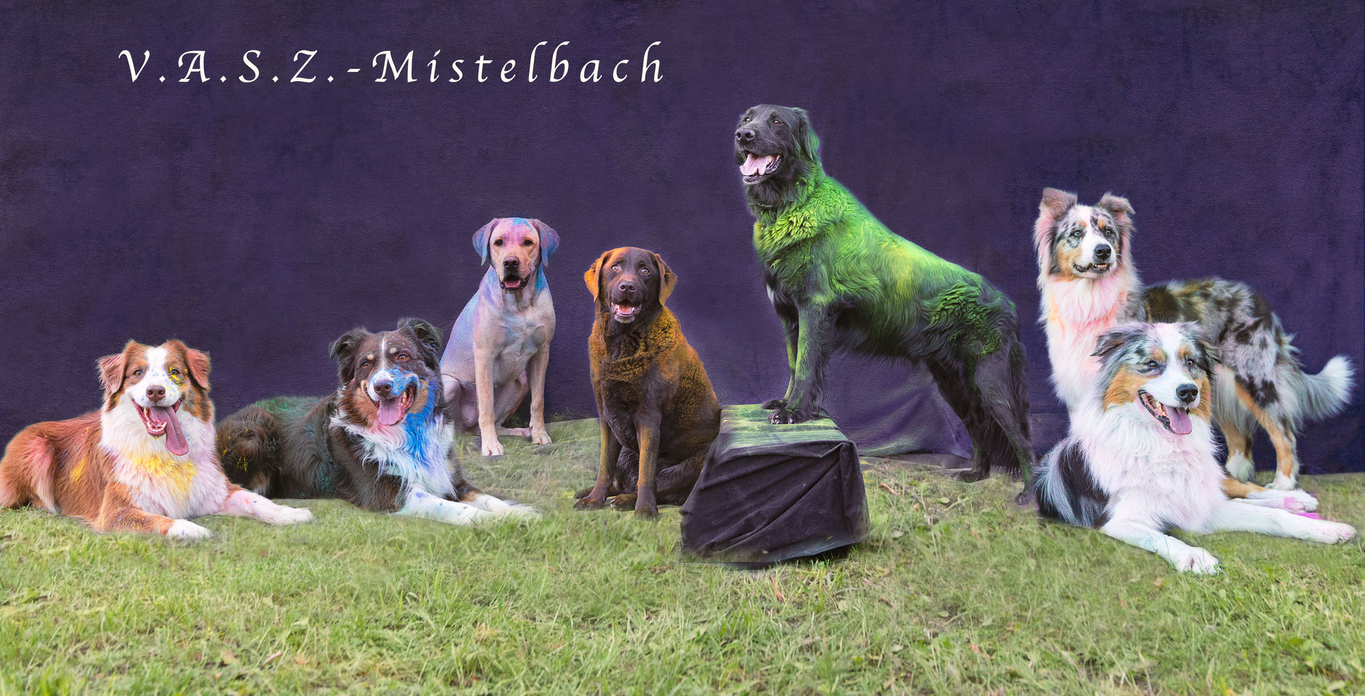 (c) Hundeschule-mistelbach.at