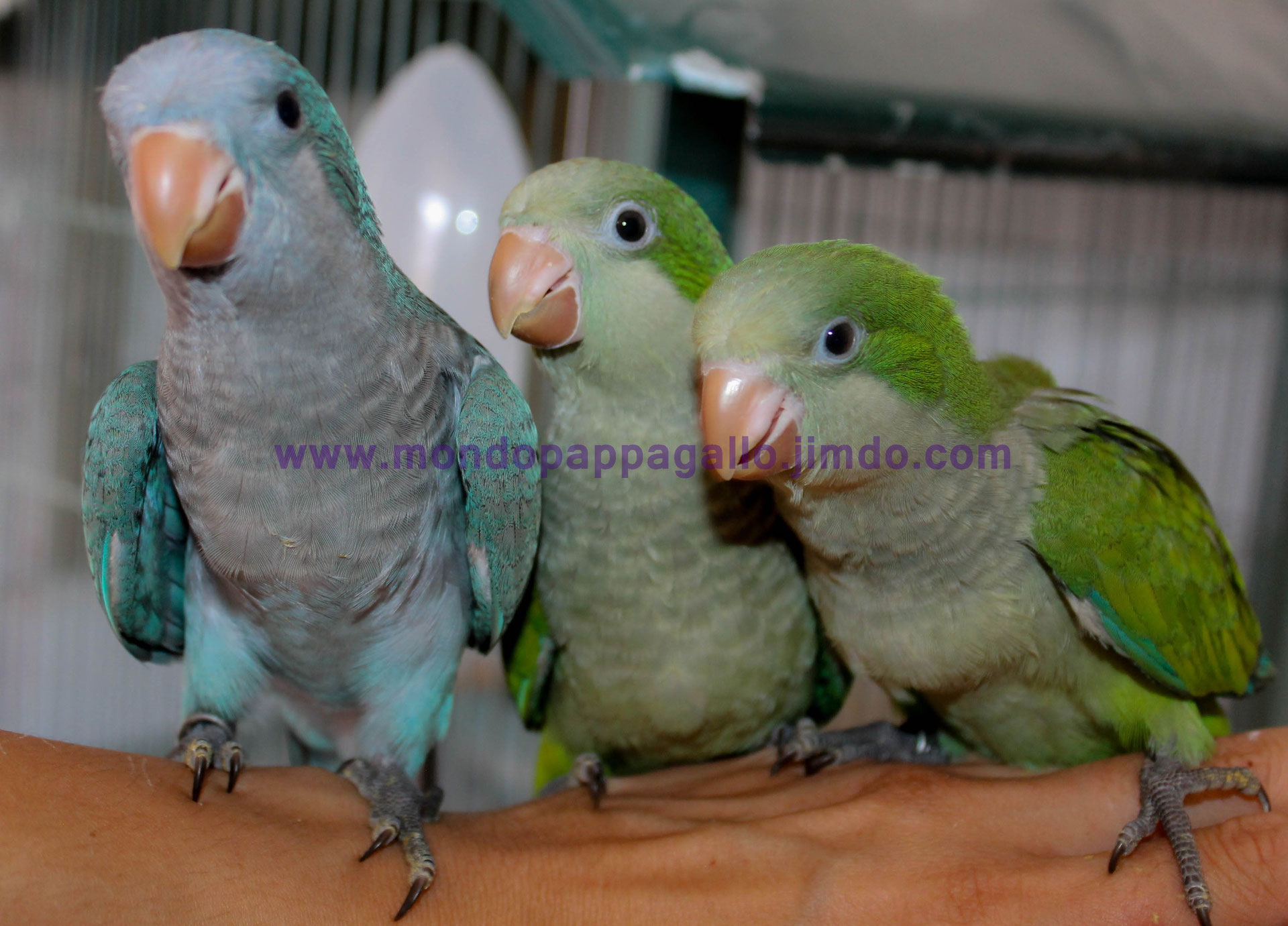 Il parrocchetto monaco Benvenuti su mondopappagallo! Il parrocchetto monaco Benvenuti su mondopappagallo!