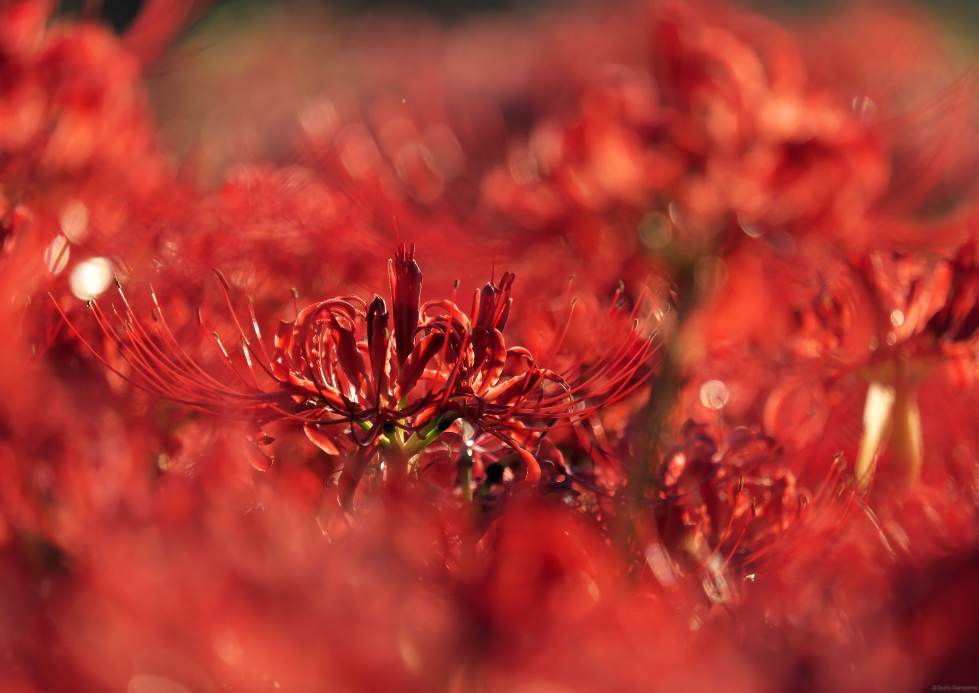 久留米つばき 紅あかり開花 発色の良いオレンジ色っぽい赤色 宅急便.匿名発送 久留米つばき 紅あかり開花 発色の良いオレンジ色っぽい赤色 宅急便