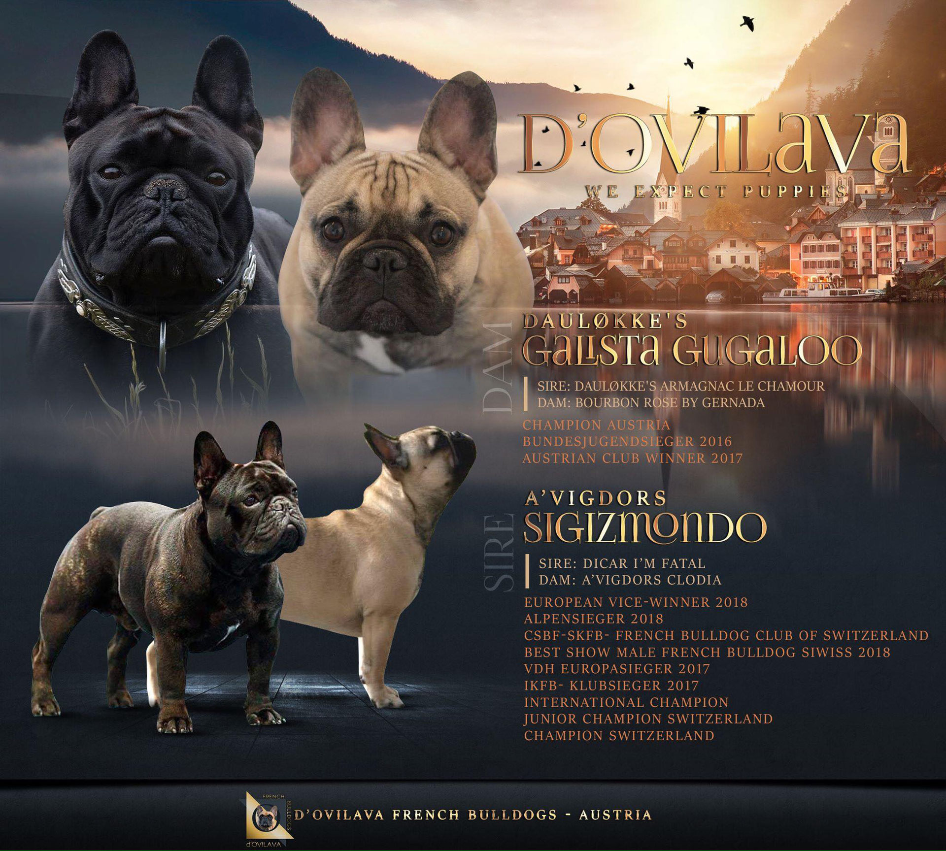 Welpen Ovilava French Bulldogs Ovilava Franzosischer Bulldoggen Zuchter Oberosterreich Austria