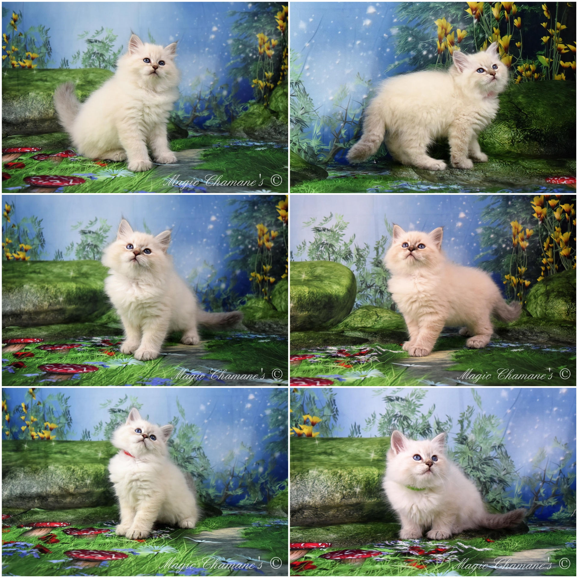 Notre Liste D Attente Chatons Siberiens A Vendre Les Chats