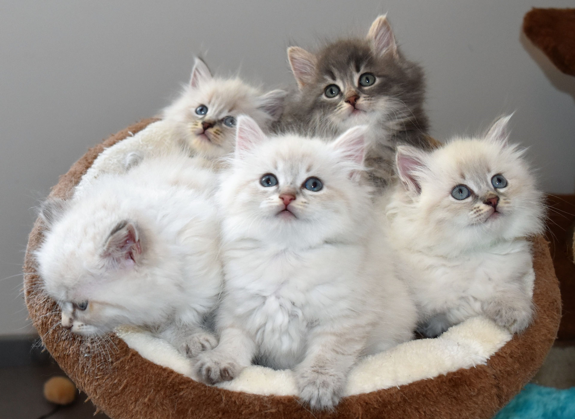 Chatons Siberiens Portee M 2016 Guera Elevage De Chats Siberien Magic Chamane S Elevage de chats siberien, nous elevons exclusivement des chats siberien de couleurs a propos nous sommes une chatterie familiale professionnelle elevant des chats siberien, titulaire du cetac. elevage de chats siberien magic chamane s