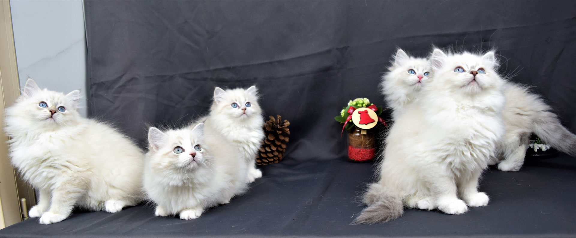 Chaton Siberien Elevage De Chats Siberien Magic Chamane S Chaton Siberien Elevage De Chats Siberien Magic Chamane S
