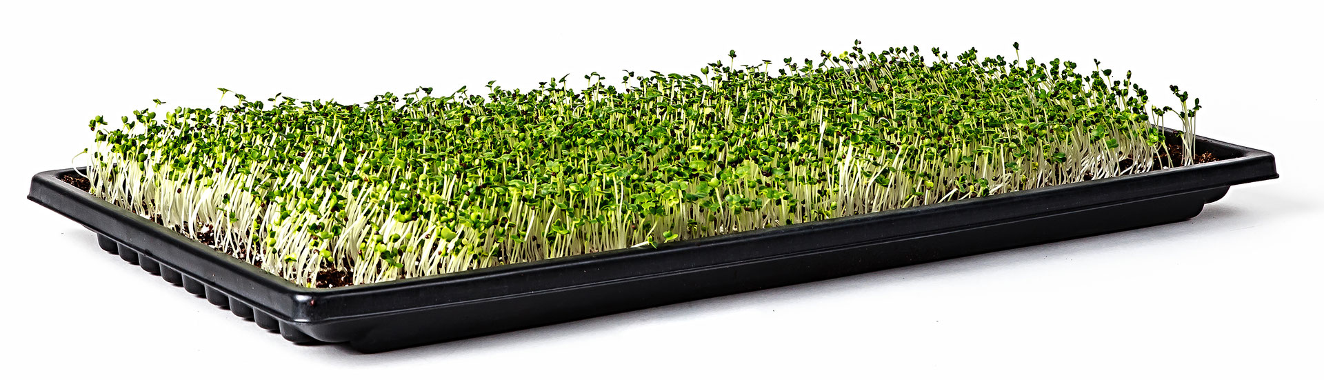Double Thick Microgreen Trays Now Available! SunBlaster Lighting