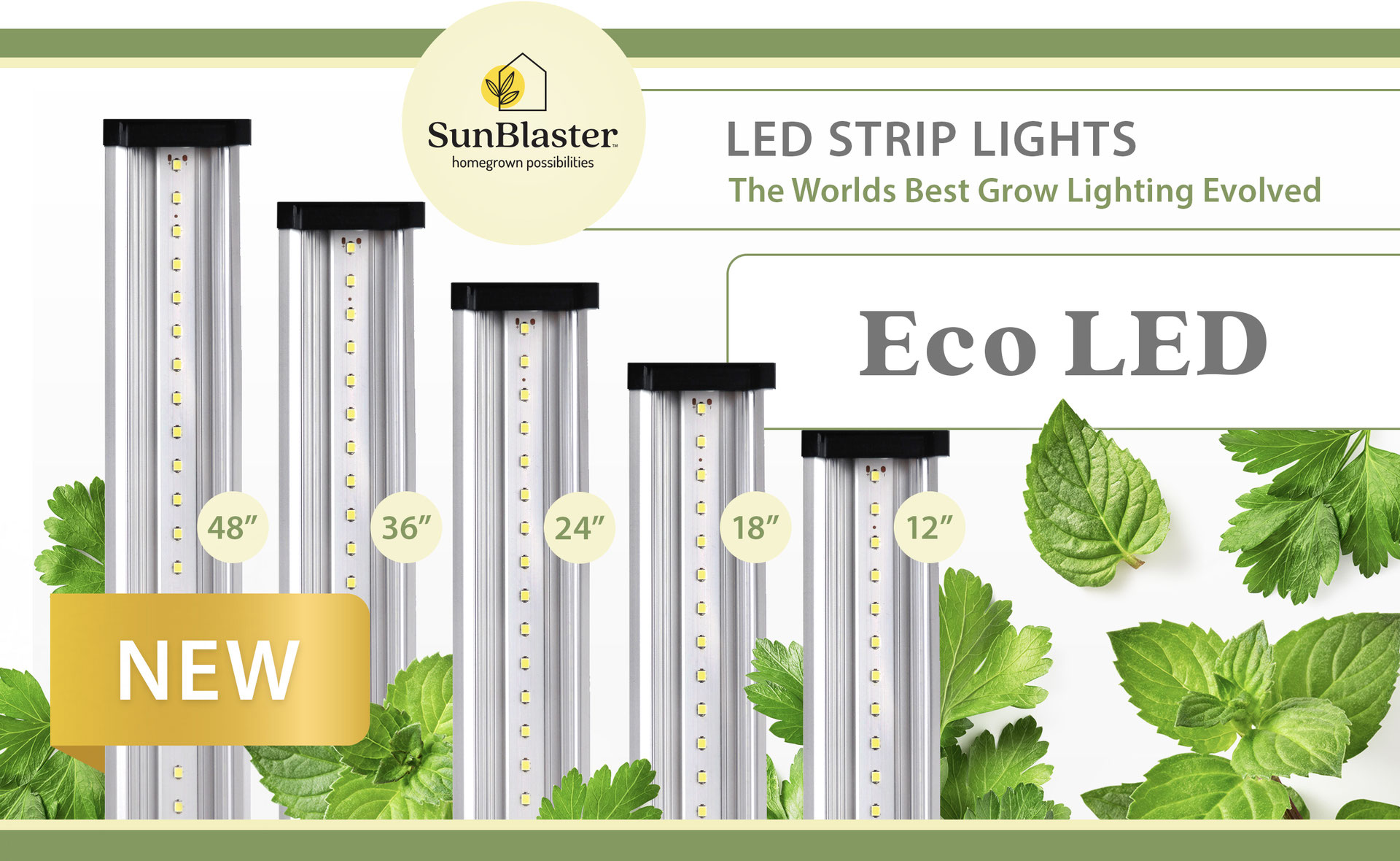 glass vase for bamboo plant Lucky Bamboo Sticks Combo In Glass Vase-Online-plantsworld.ae   Plantsworld.ae