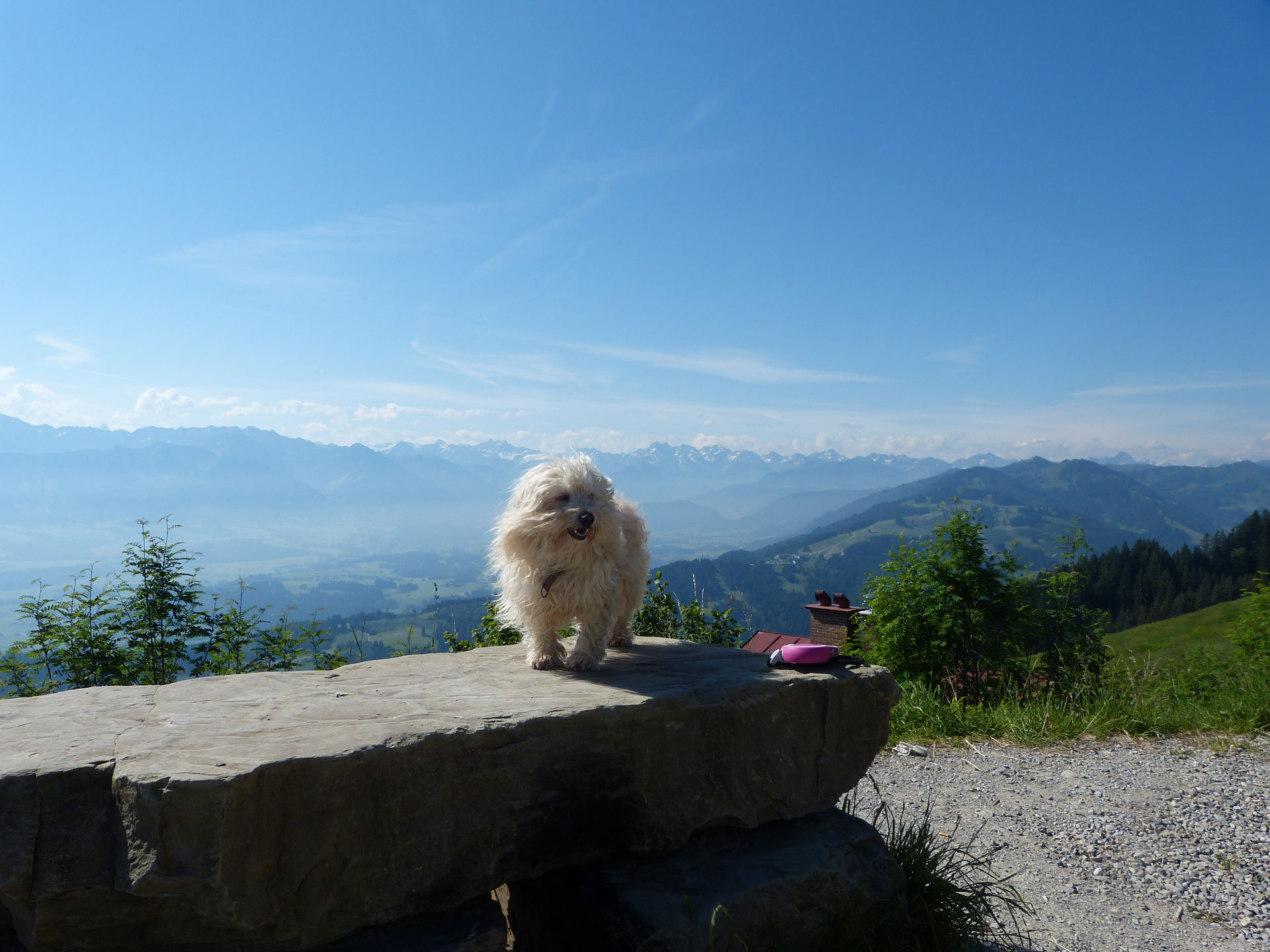 Wandern mit Hund im Allgäu Landhaus Jörg, Ferienwohnung mit Hund im