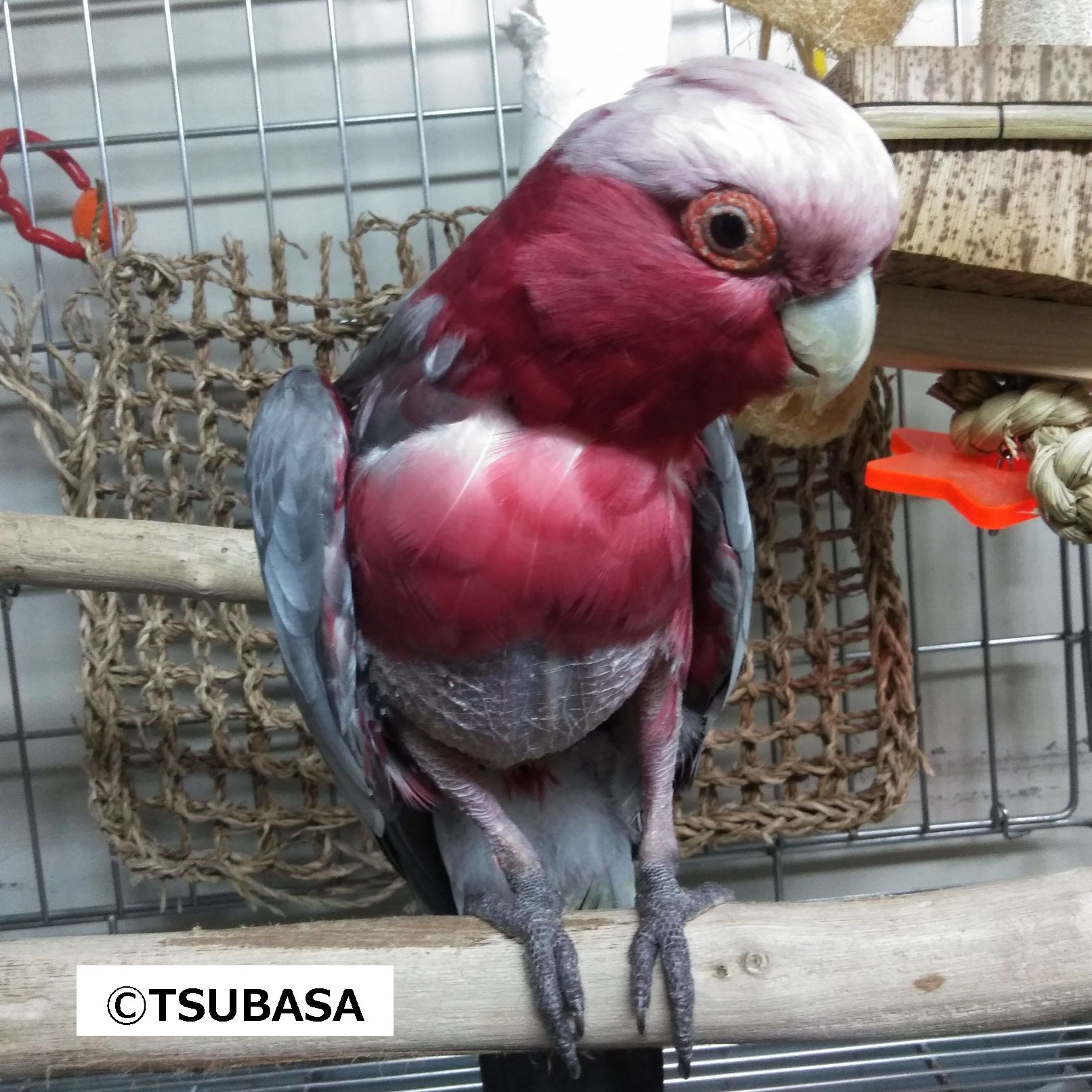 モモ モモイロインコ 飼い鳥のレスキュー団体 Tsubasa モモ モモイロインコ 飼い鳥のレスキュー団体 Tsubasa