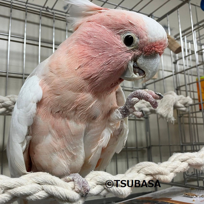 クルトン クルマサカオウム 飼い鳥のレスキュー団体 Tsubasa