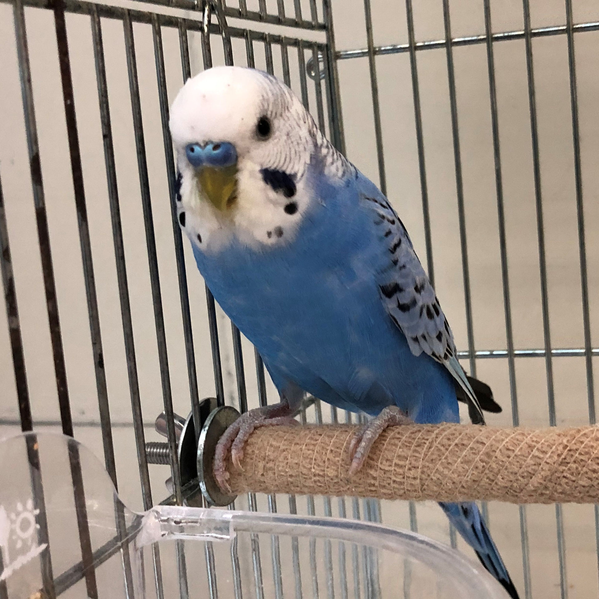 ビバ セキセイインコ 飼い鳥のレスキュー団体 Tsubasa ビバ セキセイインコ 飼い鳥のレスキュー団体 Tsubasa