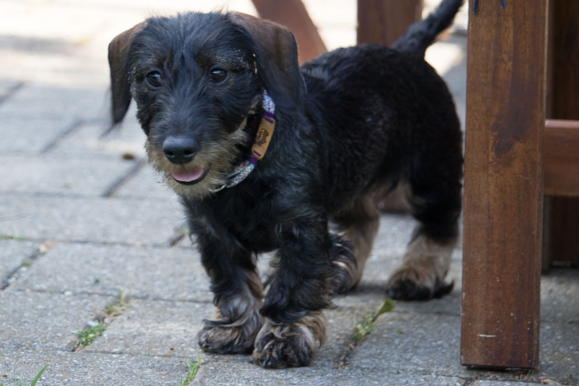 welpenseile fur kleine hunde hopfenseils webseite