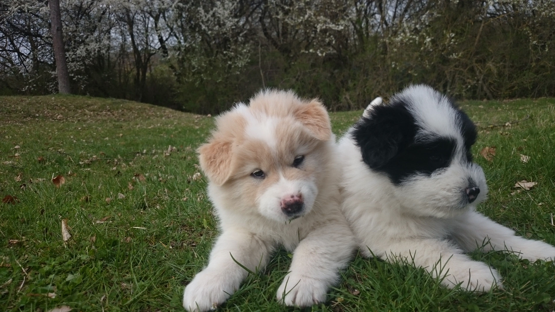 Elo Welpen Die 7 Woche Der Werthchens Familienhund Elo Welpe Von Werths Echte