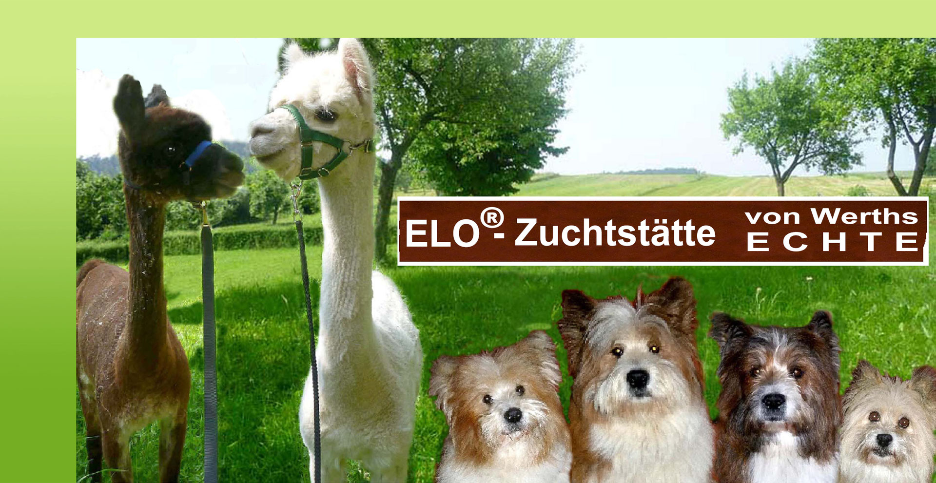 Bilder 2020 Familienhund Elo Welpe Von Werths Echte