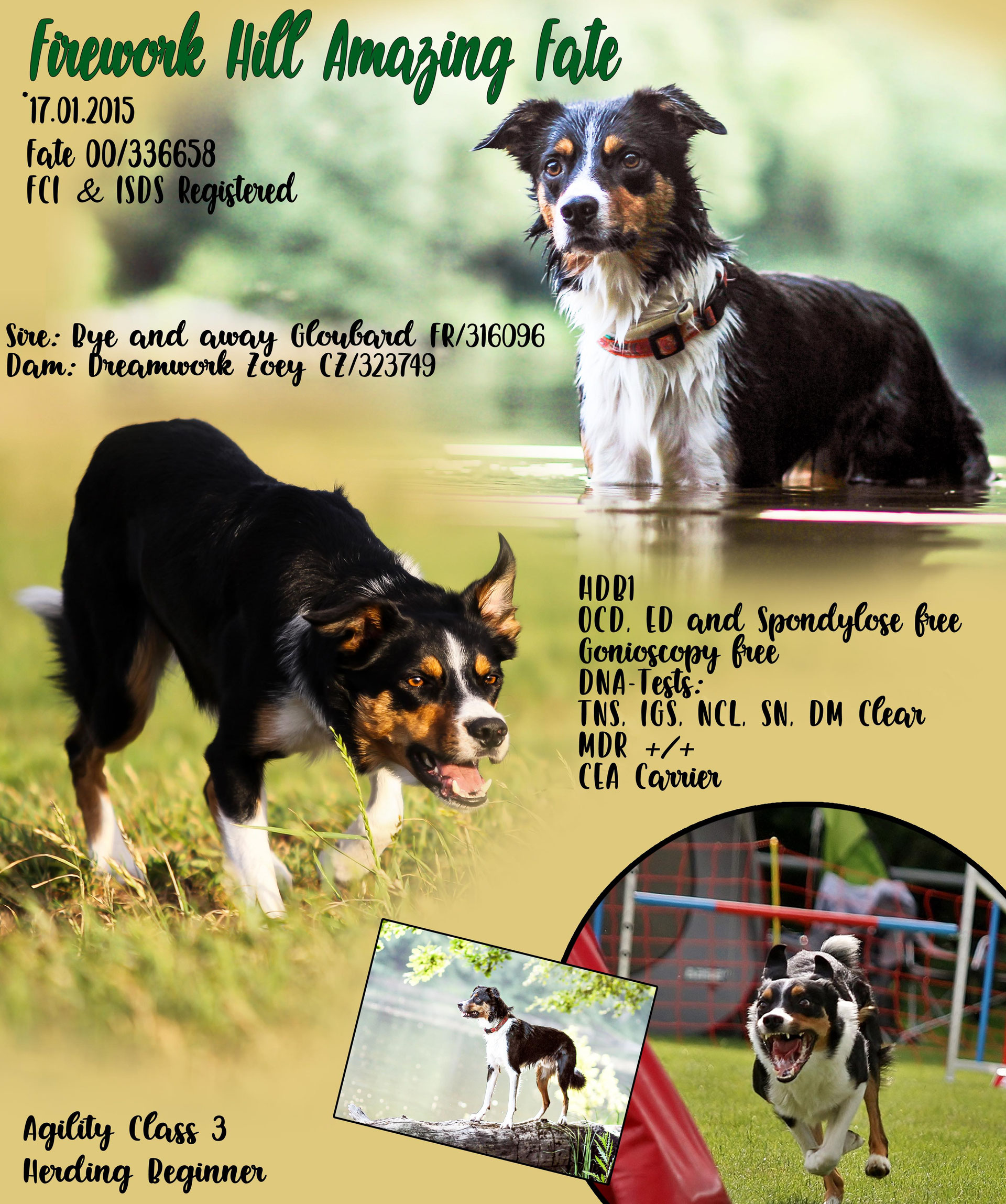 Breeding License runlikehellbcs seite!