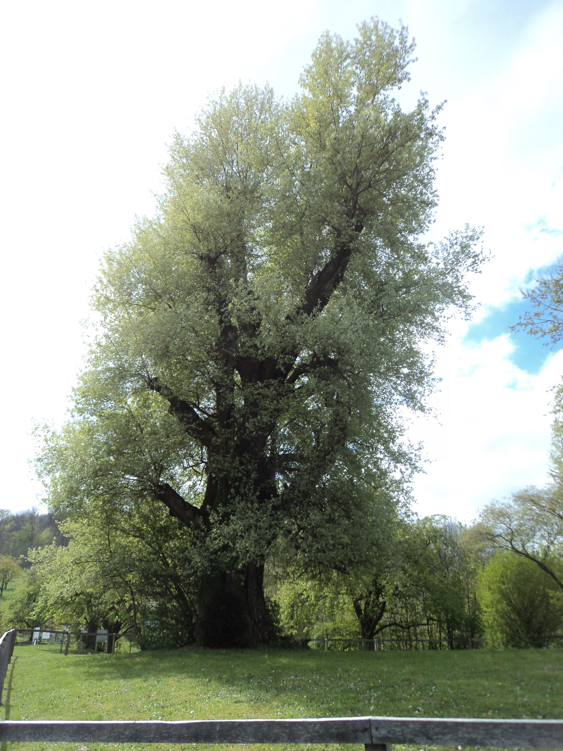 Am Baum Am Baum