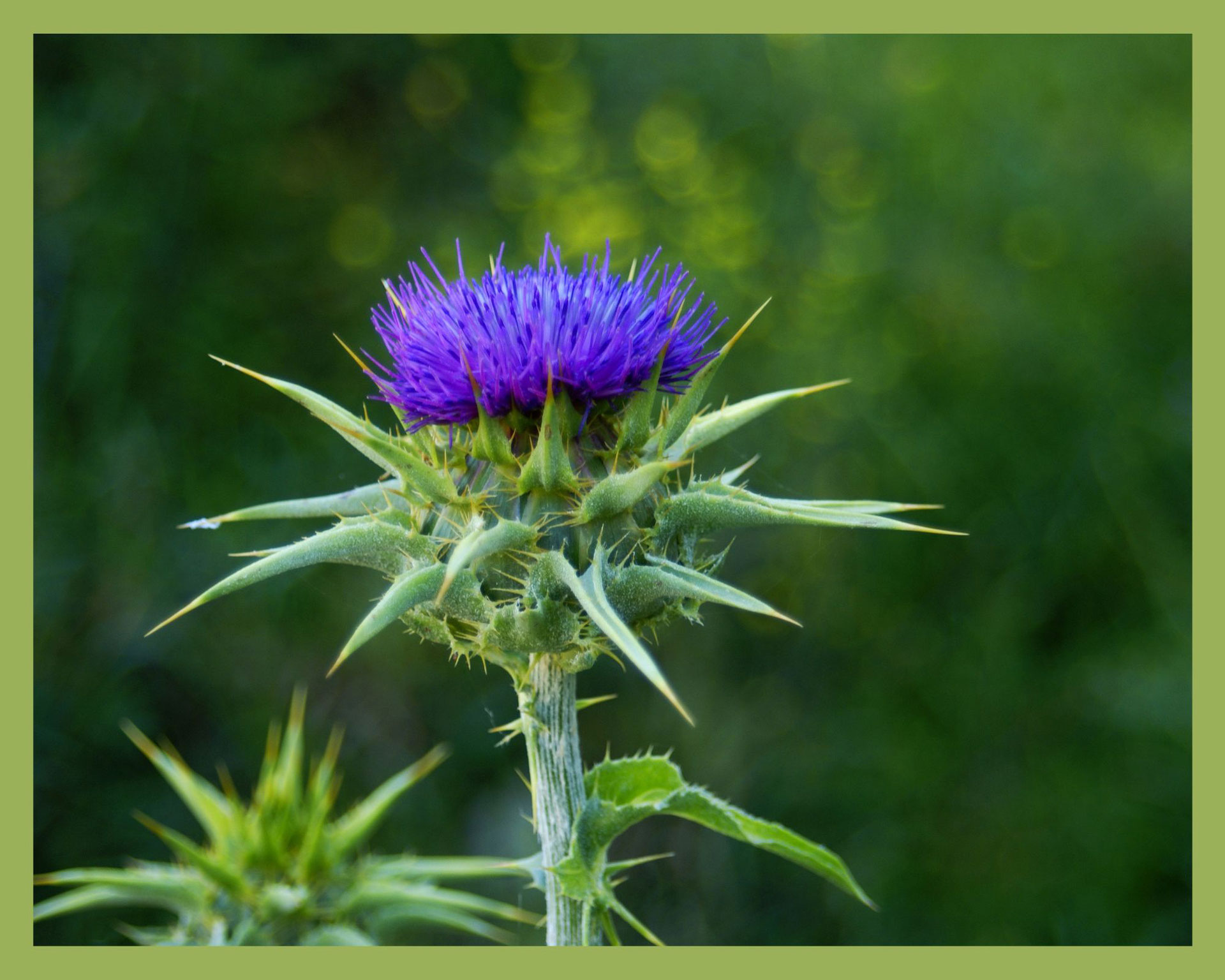 Chardon marie Site de naturobienfaits