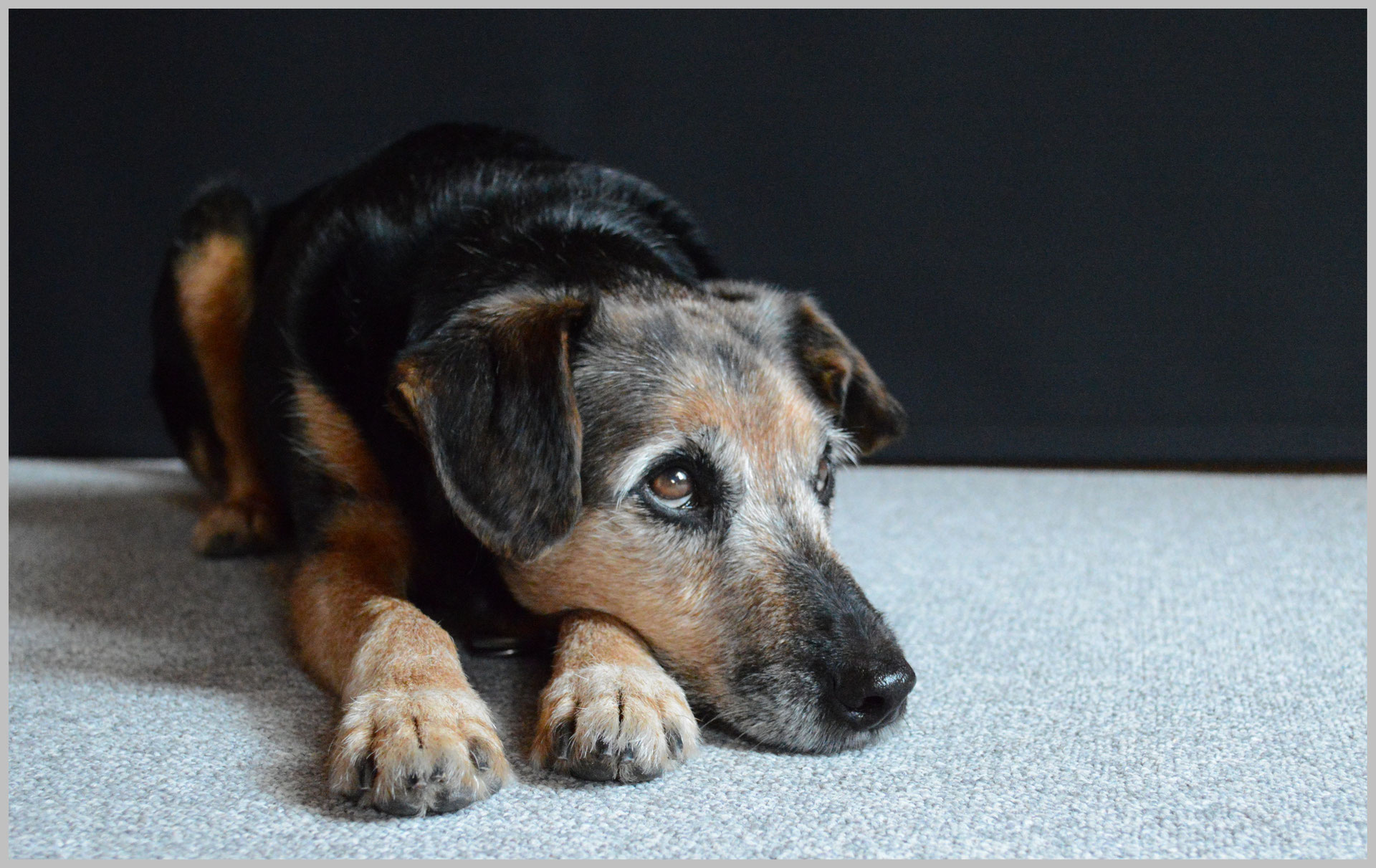 owalo design Hunde Emsland