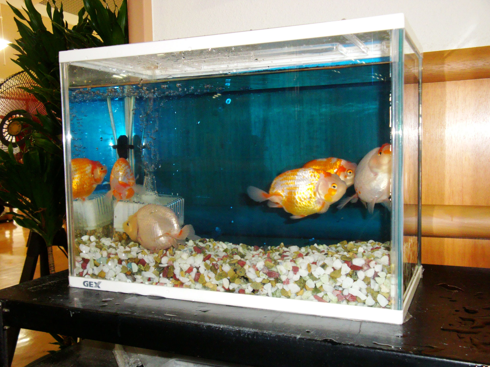 金魚来荘 特別養護老人ホーム白鶴荘 金魚来荘 特別養護老人ホーム白鶴荘